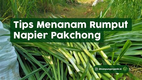 Tips Menanam Rumput Napier Pakchong Youtube