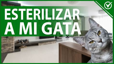 Gu A Sobre El Ciclo De Celo En Gatos Momento Adecuado Para Esterilizar