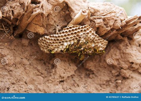 Wasp Colony Stock Image Image Of Winged Eggs Insects 43785637