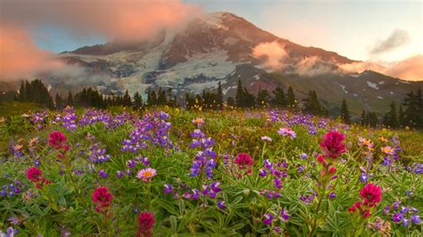 landscape, Flowers, Mountain, Canada Wallpapers HD / Desktop and Mobile Backgrounds