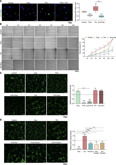 Frontiers The Activation Of Endothelial Cells Relies On A Ferroptosis