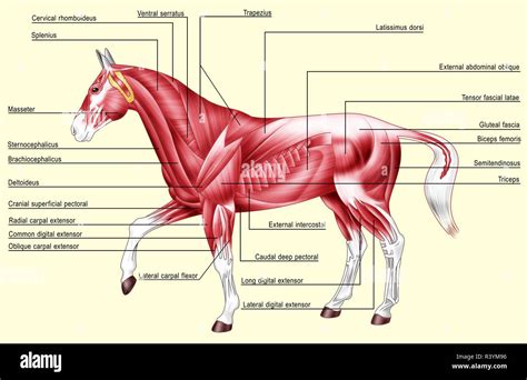 Equine Muscle Anatomy - Abba Humananatomy