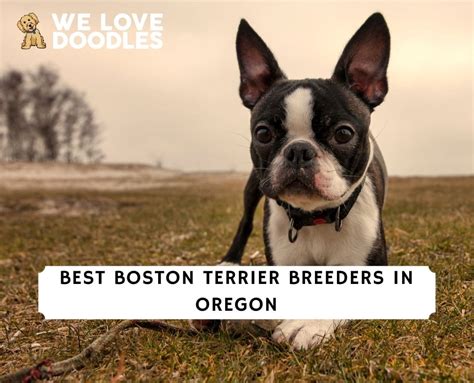 8 Best Boston Terrier Breeders in Oregon!