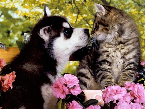 Kittens And Puppies Wallpapers Group (72+)