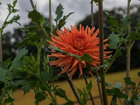 Dahlia 'Kabloom' in the Dahlias Database - Garden.org