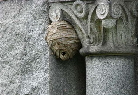 Our Favorite Letter of the day: Aerial Yellowjackets nest in mausoleum!!! - What's That Bug?