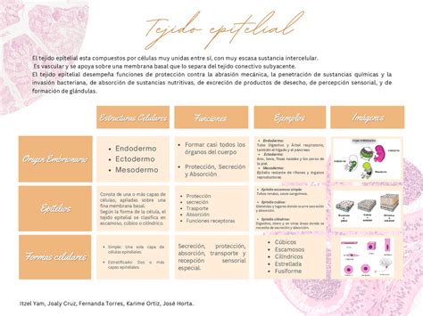 Cuadro Comparativo Del Tejido Epitelial Esquemas Y Mapas Conceptuales De Histología Docsity