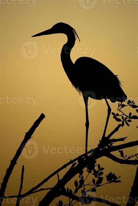 Heron Silhouette