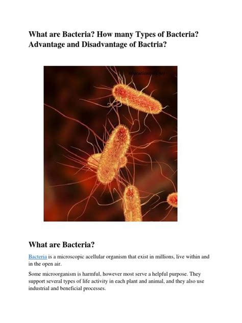 What Are Bacteria? Structure and Reproduction Method in Bacteria. | PDF ...