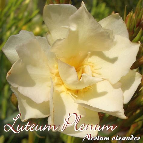 Oleander Luteum Plenum Nerium Oleander Gr E C Oleandershop