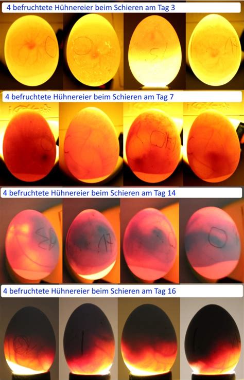 Eier Schieren Anleitung So Kann Man Befruchtete Eier Erkennen