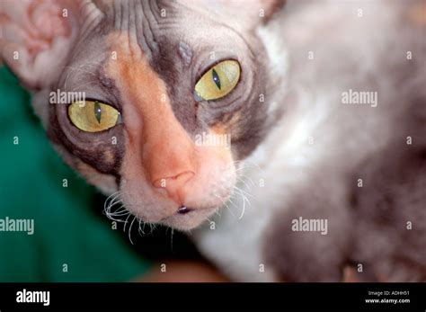 Female Calico Cat Cornish Rex Cat With Gold Green Eyes Stock Photo Alamy