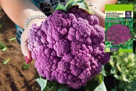 Фиолетовая цветная капуста (сиреневая) на фото: сорта и выращивание