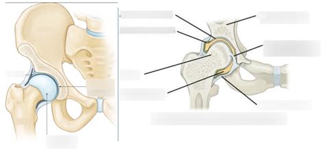 Hip Diagram | Quizlet