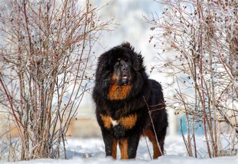 Anjing Besar Yang Gagah Dan Mengagumkan