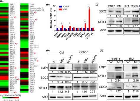 Latent Membrane Protein 1 Lmp1 Upregulates The Expression Of