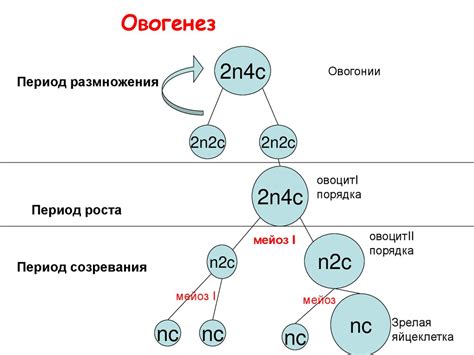 Деление клеток, Мейоз. Гаметогенез. Лекция 4 - презентация онлайн