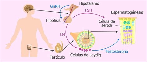 Acci N Hormonal En Los Hombres