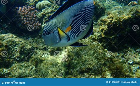 Sohal Surgeonfish Or Sohal Tang Or Arabian Surgeonfish Acanthurus