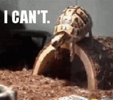 Turtle GIF - Turtle - Discover & Share GIFs