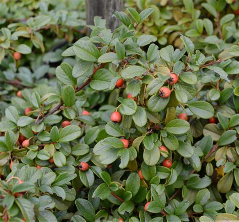 Cotoneaster Dammeri Coral Beauty Coral Beauty Bearberry Hima Nursery