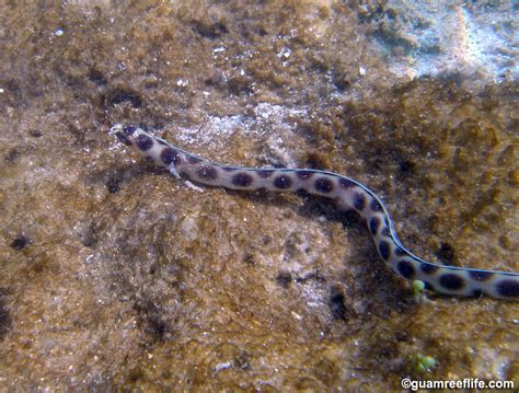 Snake Eels Ophichthidae Guamreeflife