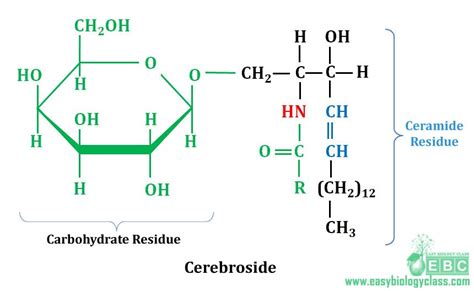 Cerebroside