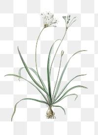 Allium Fragrans Png Sticker Vintage Premium Png Rawpixel