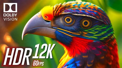 Perfect Black 12K HDR 60fps Dolby Vision YouTube