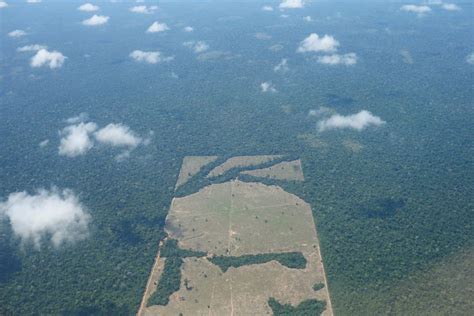 Desmatamento Na Amaz Nia Bate Recorde No Primeiro Trimestre Apesar De