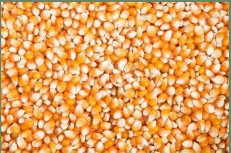 Yellow Dry Maize High In Protein At Rs 28 Kg In Thanjavur ID