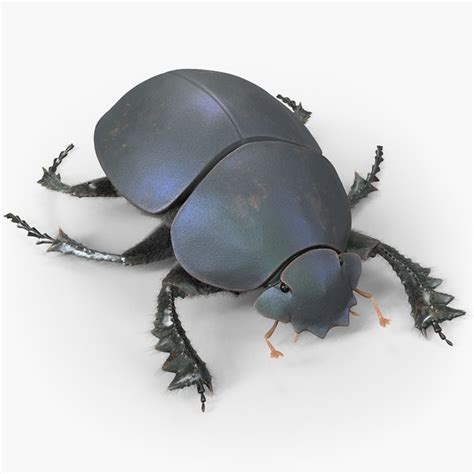 Beetle 3d Models For Download Turbosquid