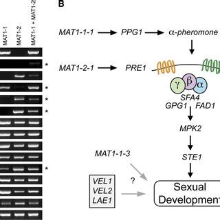 Putative Genes Involved In Sexual Reproduction Are Expressed In