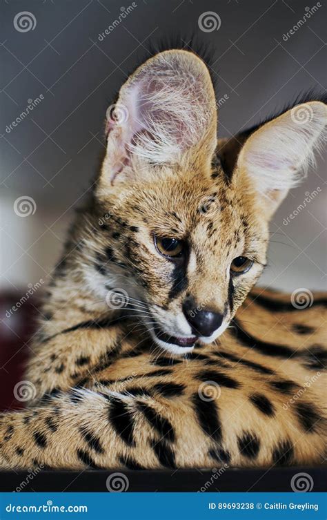 O Serval Masculino Do Leptailurus Do Gato Do Serval Olha Para Baixo