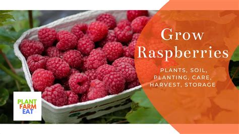 How to Start Raspberry Seeds | Step by Step Guide (2024)