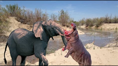 Elephant Vs Hippo Amazing Battle Youtube