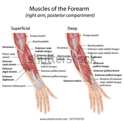 Deep Anterior Forearm Muscles