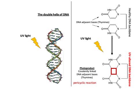 HOW DOES UV LIGHT AFFECT OUR DNA The Bio Teacher