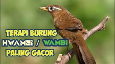 Suara Pancingan Dan Terapi Burung Wambi Hwamei Wambie Gacor Terbaru