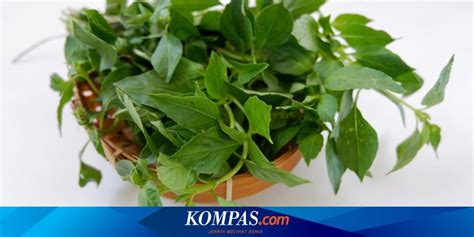 6 Khasiat Minum Air Rebusan Daun Kemangi Untuk Kesehatan Apa Saja