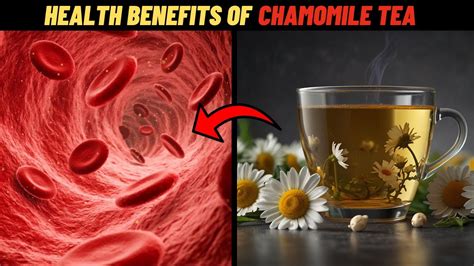 Benefits Of Chamomile Tea You Must Know Chamomile Tea Benefits