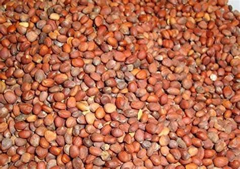 Kapebonavista® Radish Seed Mooli Ke Beej Raphanus Sativus 100g Amazon