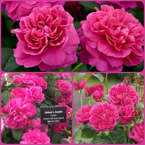 Джеймс остин роза - фото и картинки: 68 штук