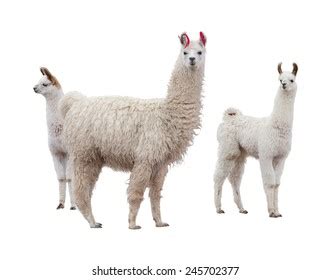 85,606 Llama Images, Stock Photos, 3D objects, & Vectors | Shutterstock