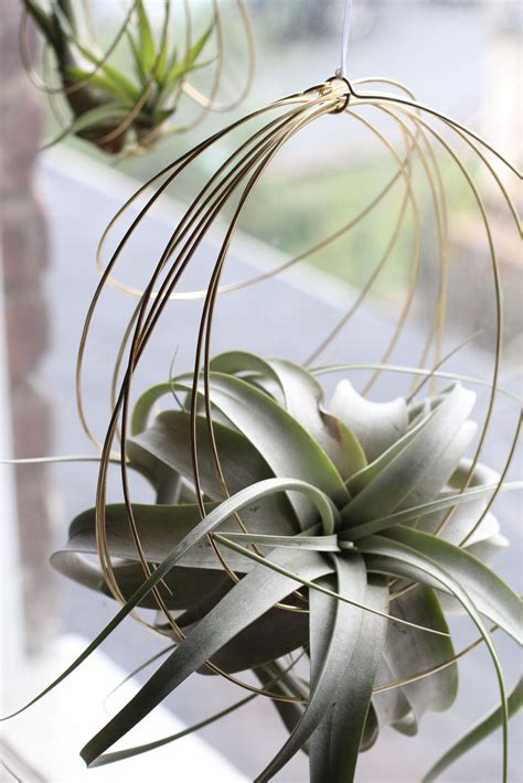 Awesome Large Hanging Air Plants Outdoor Fence Hangings