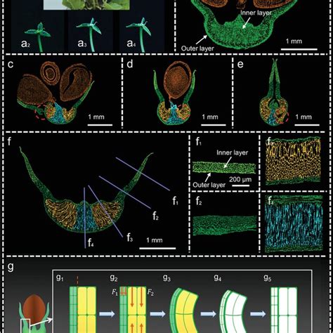 The Multi‐stimuli‐responsive Modes Of 4d Printed Catapults The