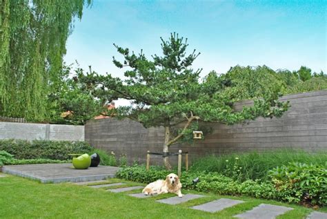 Pinus Parviflora Glauca Blauwe Japanse Den Van Den Berk