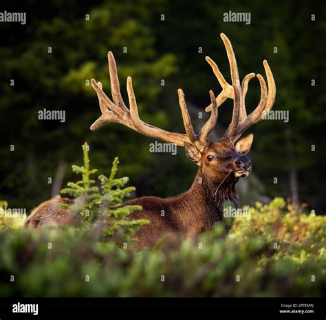 Imperial Rocky Mountain Bull Elk Cervus Canadensis Standing Broadside