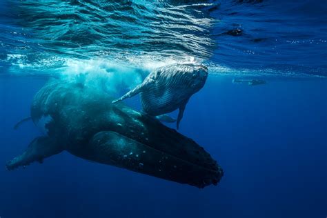 Le chant des baleines évolue The Explorers Foundation