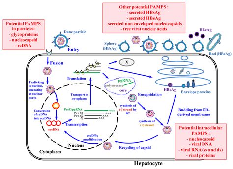 Viruses Free Full Text Innate Antiviral Immune Responses To